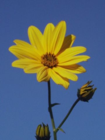 Il profumo del fiore giallo